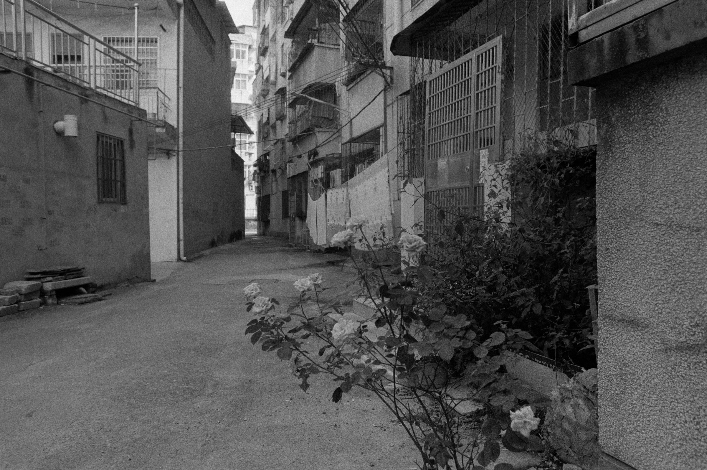居民楼之间安静的巷道